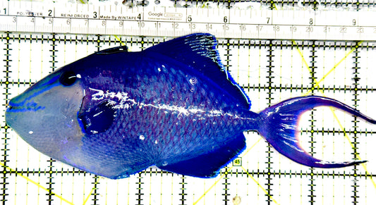 Niger Triggerfish NT052101 WYSIWYG Size: XXXL 8.25" approx