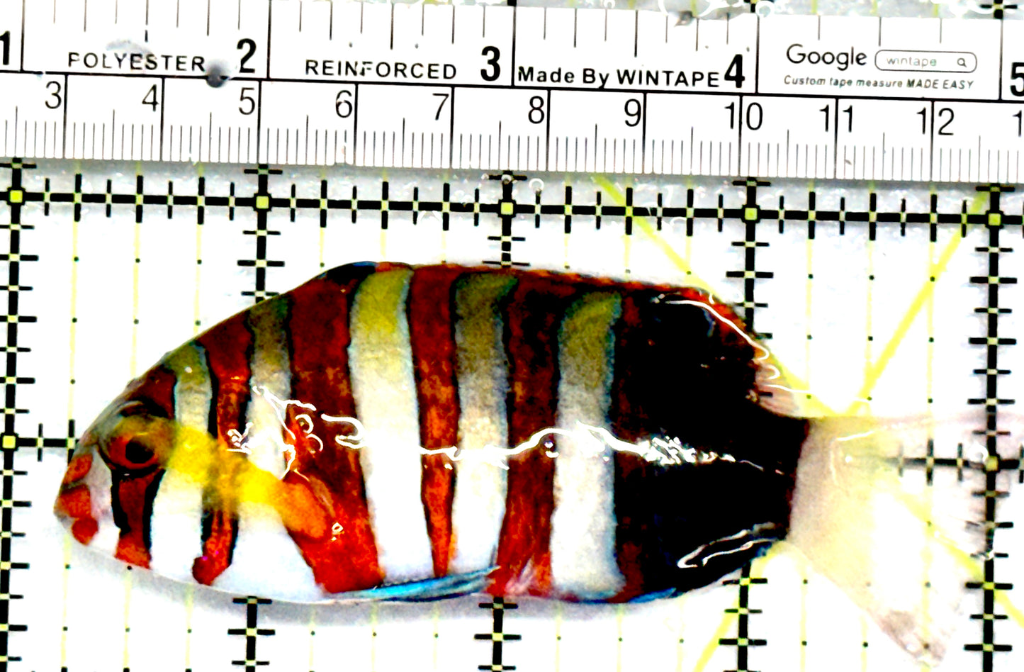 Harlequin Tuskfish HT052102 WYSIWYG Size: M 4" approx