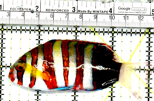 Harlequin Tuskfish HT052102 WYSIWYG Size: M 4" approx