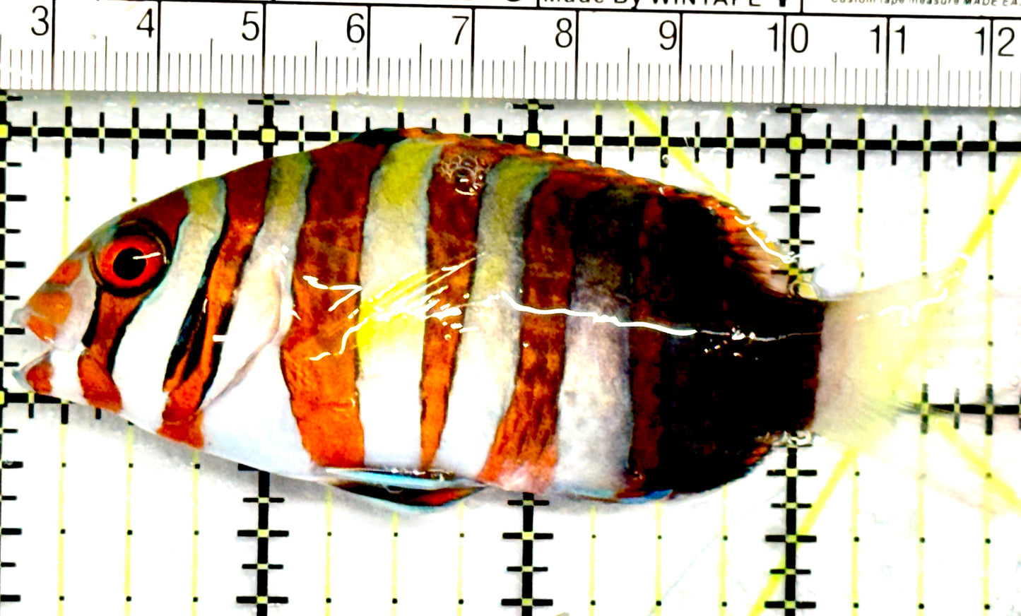 Harlequin Tuskfish HT052101 WYSIWYG Size: M 3.75" approx