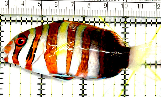 Harlequin Tuskfish HT052101 WYSIWYG Size: M 3.75" approx