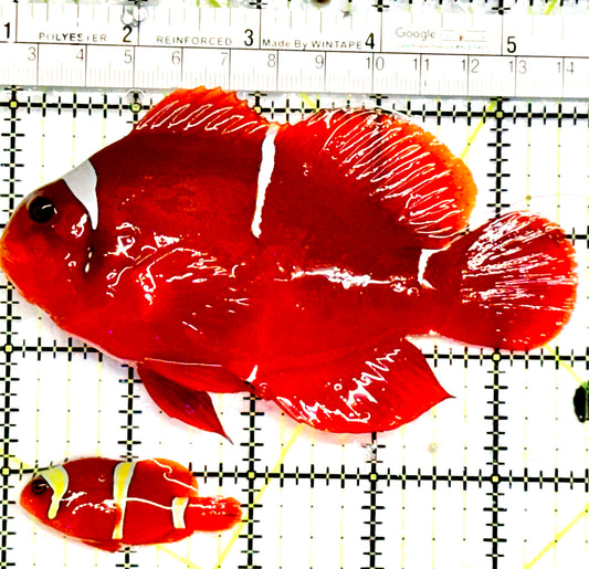 White Stripe Maroon Clownfish Mated Pair WSMCMP052101 WYSIWYG Size: Female 4.75" and Male 2" approx