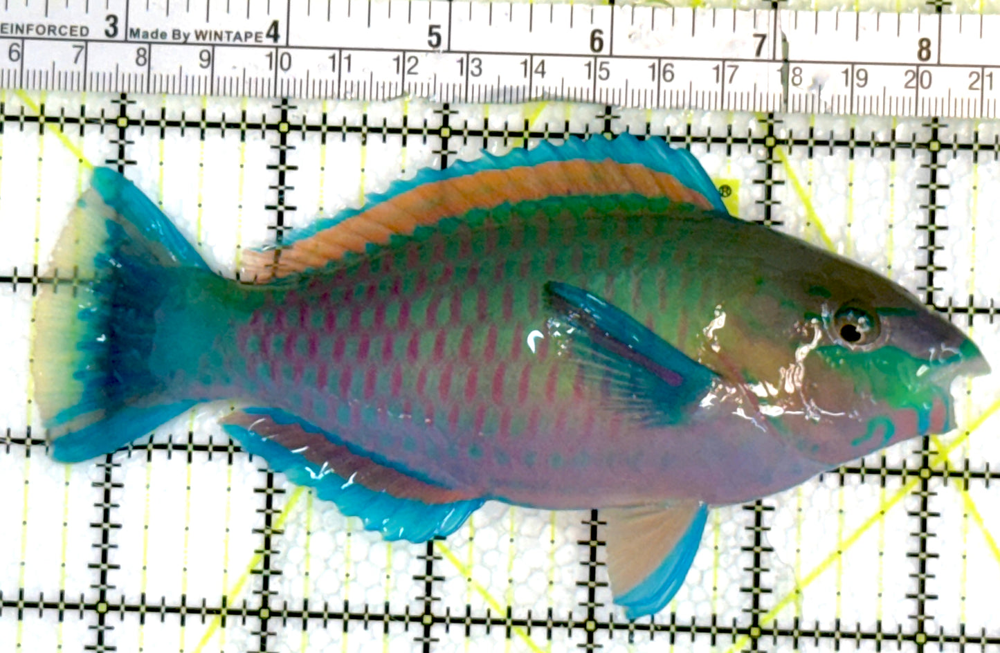 Princess Parrotfish PP062401 WYSIWYG Size: XL 5.75" approx