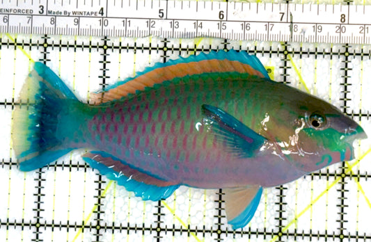 Princess Parrotfish PP062401 WYSIWYG Size: XL 5.75" approx