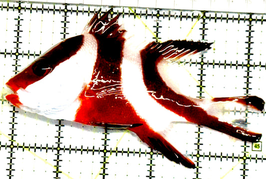 Red Emperor Snapper RES052101 WYSIWYG Size: L 5.5" approx