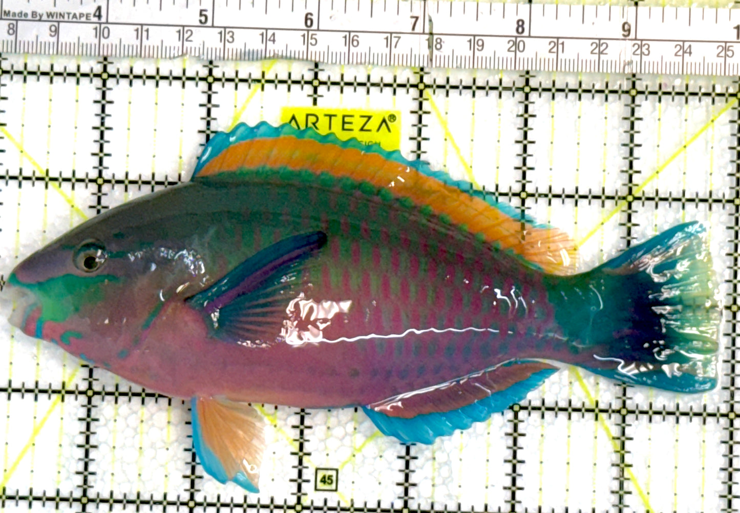 Princess Parrotfish PP062402 WYSIWYG Size: XXL 6.75" approx