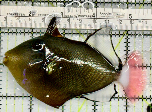 Pink Tail Triggerfish PTT 052101 WYSIWYG Size: L 4.5" approx