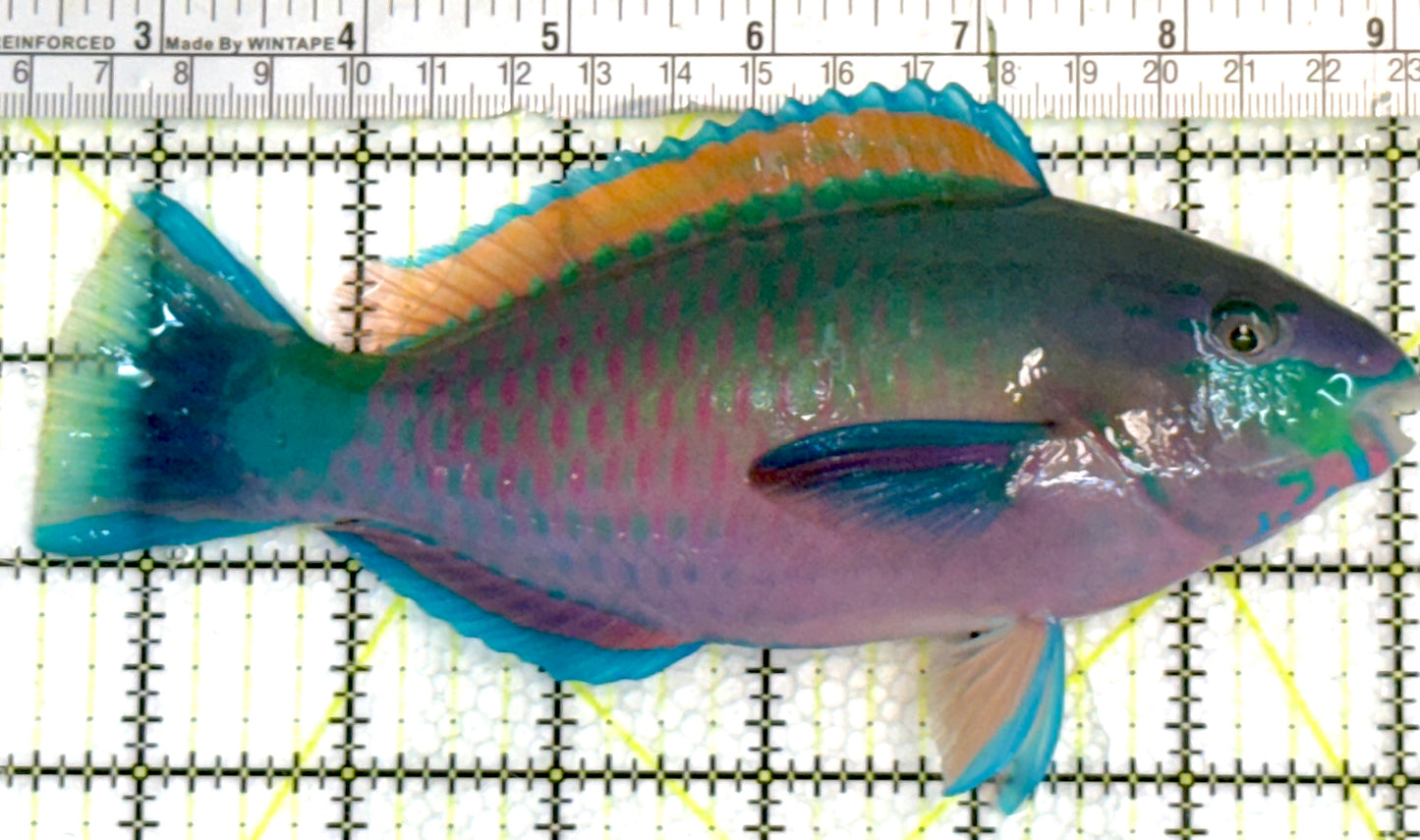 Princess Parrotfish PP062402 WYSIWYG Size: XXL 6.75" approx