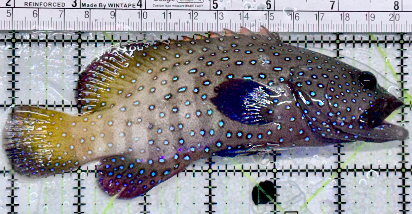 Argus Grouper AG052101 WYSIWYG Size: L  6" approx