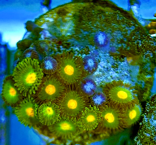 Zoas/Paly ZP060701 WYSIWYG