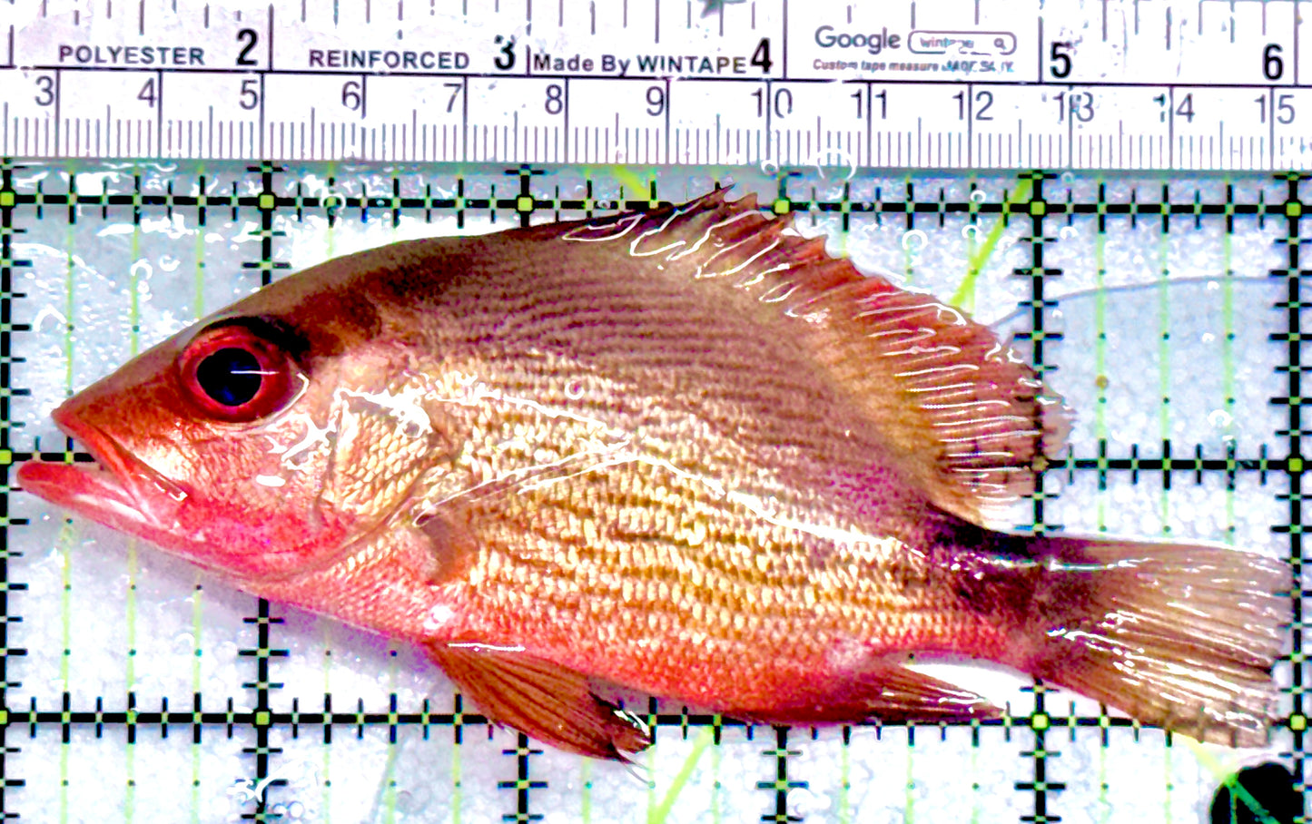 Malabar Red Snapper MRS052101 WYSIWYG Size: L 5" approx