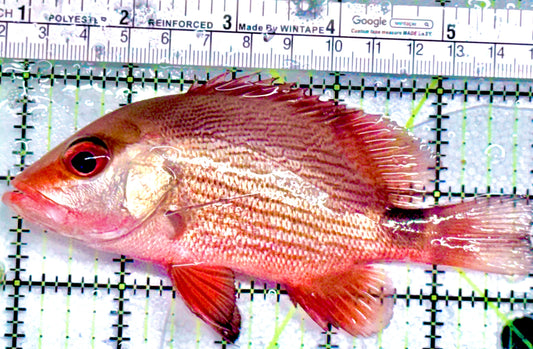 Malabar Red Snapper MRS052102 WYSIWYG Size: L 5" approx