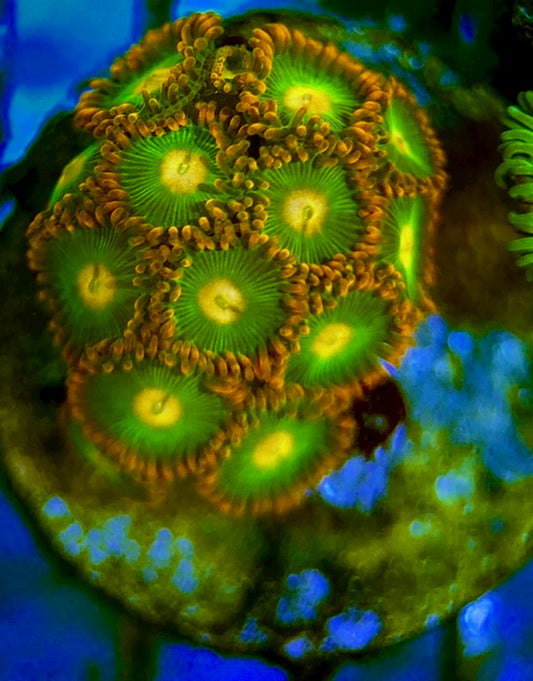 Zoas/Paly ZP060702 WYSIWYG