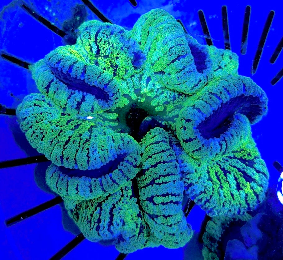 Green Carpet Anemone (Haddoni) GCA062701 WYSIWYG Size: XL approx