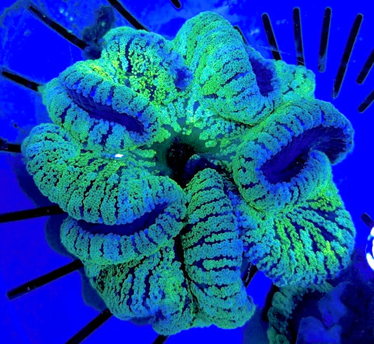 Green Carpet Anemone (Haddoni) GCA062701 WYSIWYG Size: XL approx