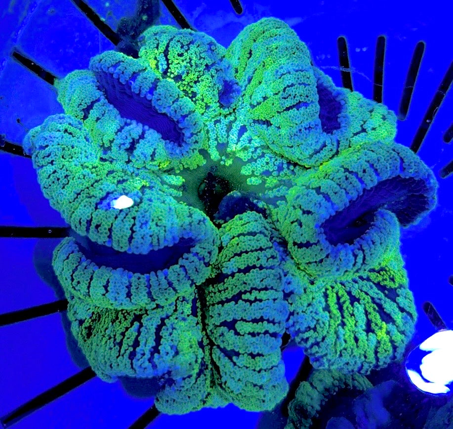 Green Carpet Anemone (Haddoni) GCA062701 WYSIWYG Size: XL approx