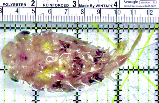 Hard Shell Porcupine Pufferfish HSPP052101 WYSIWYG Size: L 3.5" approx