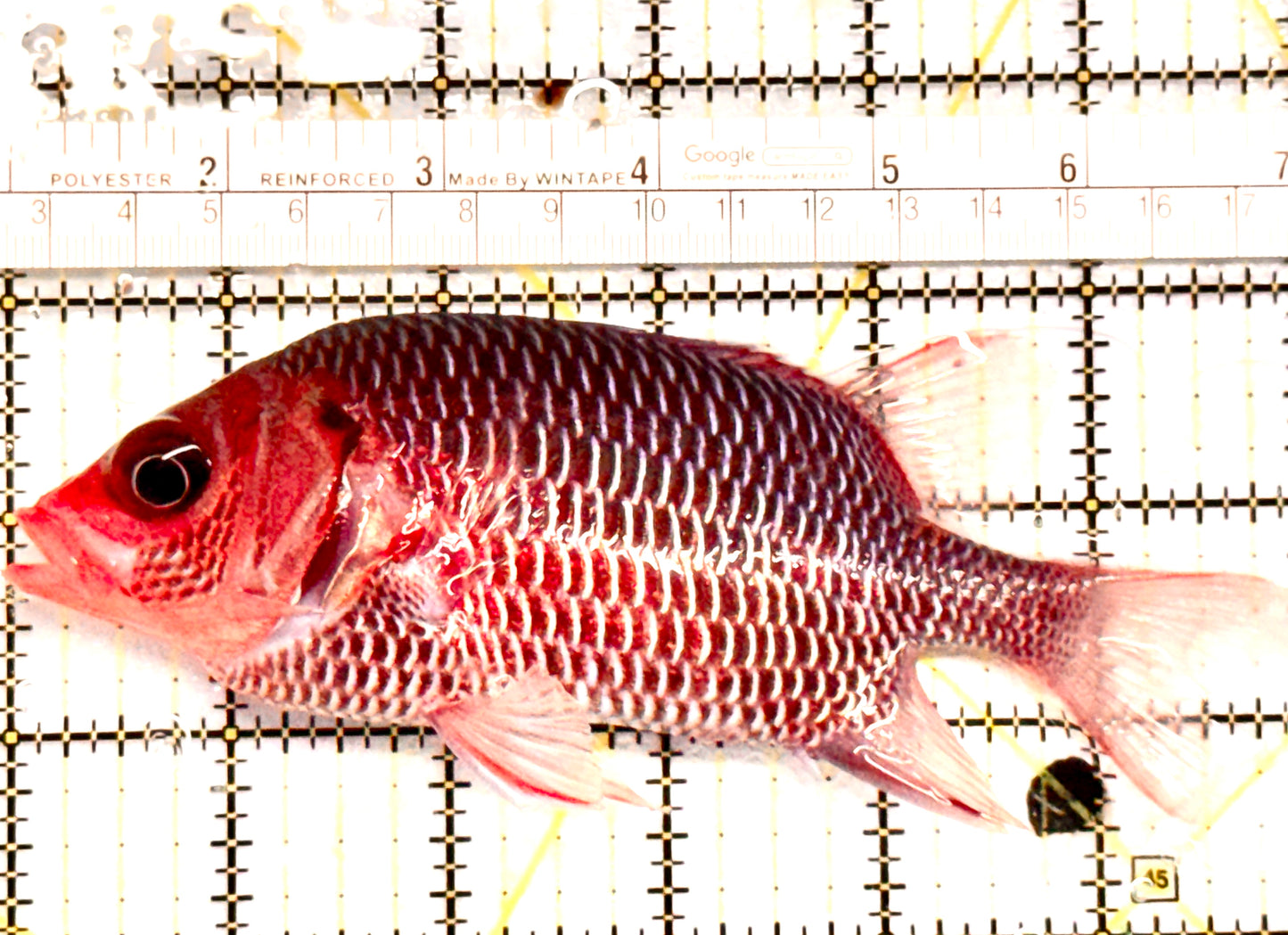 Rare Violet Squirrelfish (Sumatra Strong Color) RVS052102 WYSIWYG Size: XL 5.75" approx