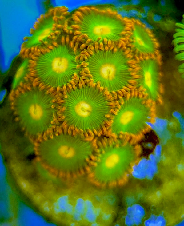 Zoas/Paly ZP060702 WYSIWYG