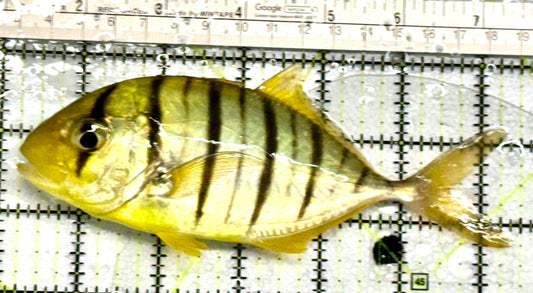 Gold Black Pilot Fish GBPF052101 WYSIWYG Size: XL  6" approx
