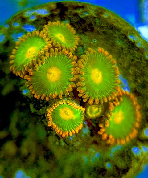 Zoas/Paly ZP060703 WYSIWYG