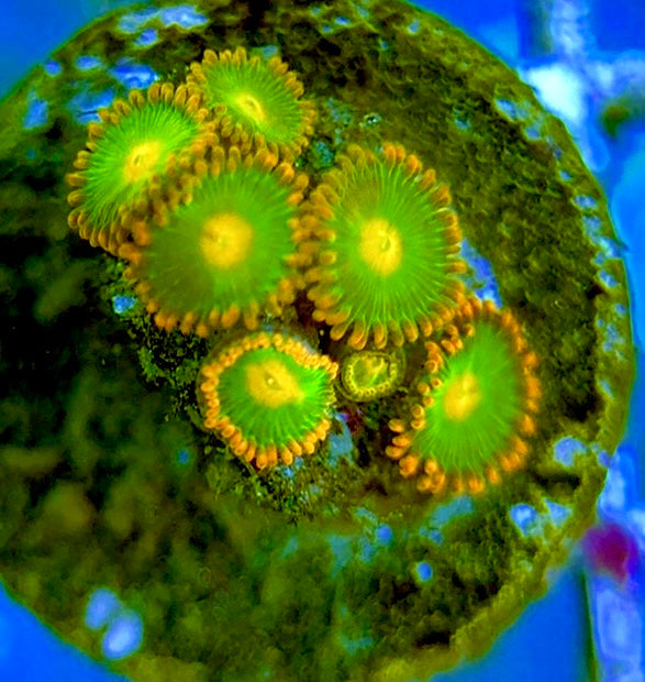 Zoas/Paly ZP060703 WYSIWYG