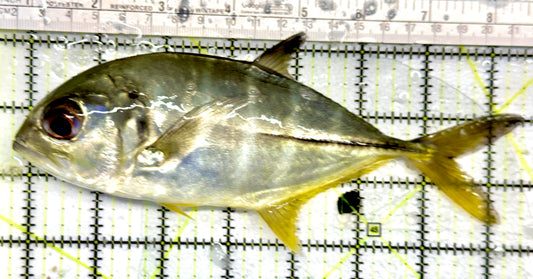 Silver Trevally ST052101 WYSIWYG Size: XL 7.75" approx
