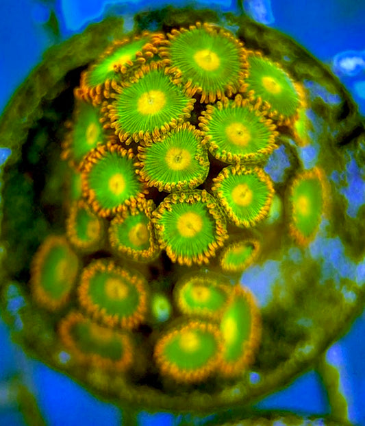 Zoas/Paly ZP060704 WYSIWYG