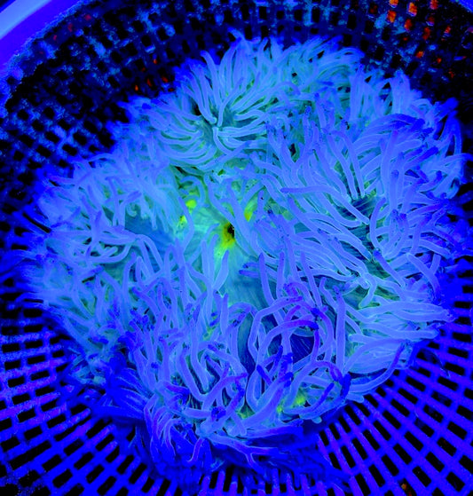 Green Ritteri Anemone GRA062701 WYSIWYG Size: XL approx