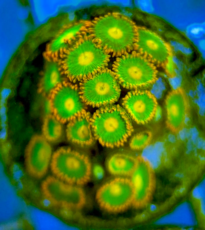 Zoas/Paly ZP060704 WYSIWYG