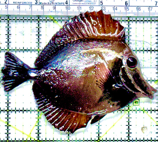 Koi Scopas (Lateral line) RKST052101 WYSIWYG Size: XL 5.25" approx
