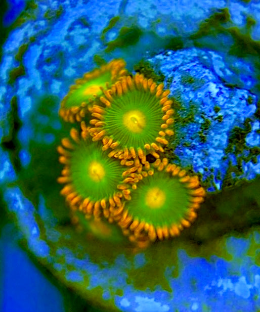 Zoas/Paly ZP060705 WYSIWYG