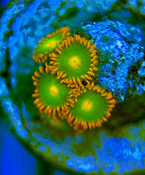 Zoas/Paly ZP060705 WYSIWYG
