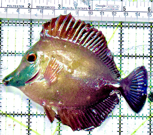 Koi Scopas (Damaged Dorsal Fin) RKST052101 WYSIWYG Size: XL 5"