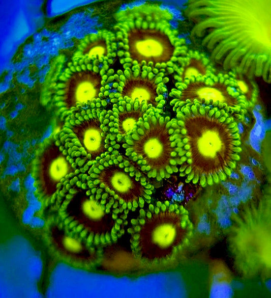 Zoas/Paly ZP060706 WYSIWYG