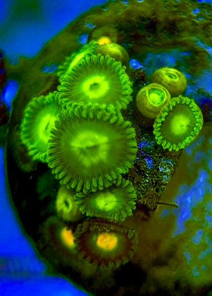 Zoas/Paly ZP060707 WYSIWYG