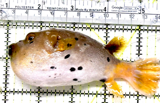 Dogface PufferFish DP052101 WYSIWYG Size: L 4.5"