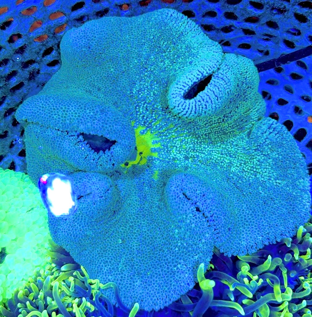 Green Carpet Anemone (Haddoni) GCA062702 WYSIWYG Size: XL approx