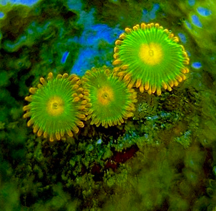 Zoas/Paly ZP060708 WYSIWYG