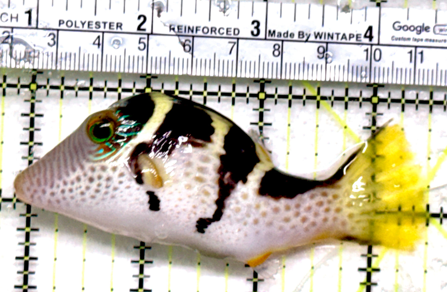 Valentini Toby Pufferfish VTP052101 WYSIWYG Size: XL 3.5"