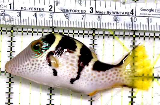 Valentini Toby Pufferfish VTP052101 WYSIWYG Size: XL 3.5"