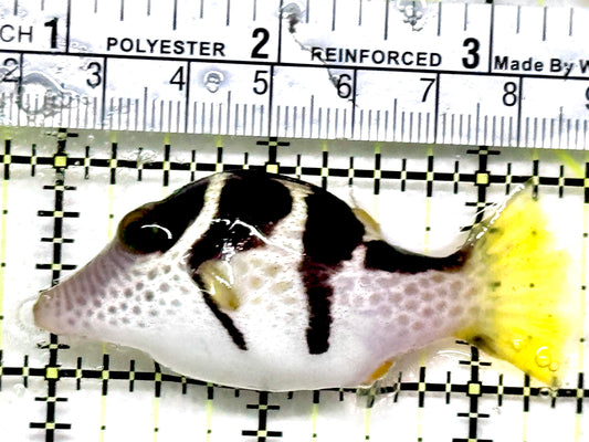 Valentini Toby Pufferfish VTP052102 WYSIWYG Size: M 2.5"