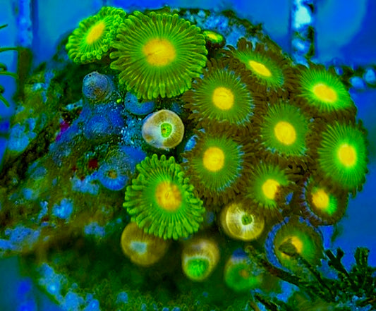 Zoas/Paly ZP060709 WYSIWYG