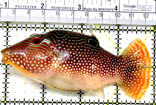 Pearl Toby Pufferfish PTP052101 WYSIWYG  Size: L 4"