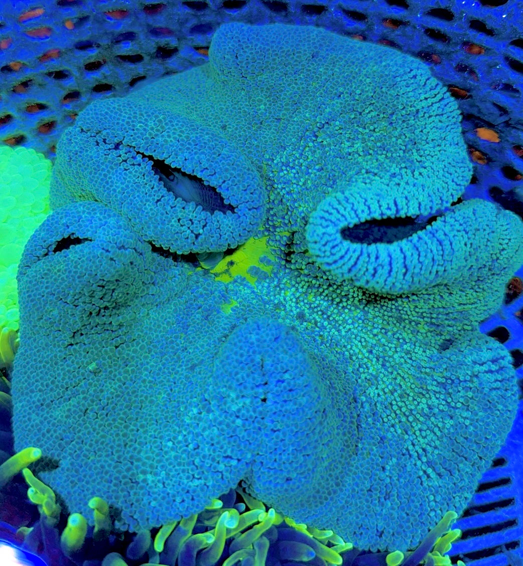 Green Carpet Anemone (Haddoni) GCA062702 WYSIWYG Size: XL approx