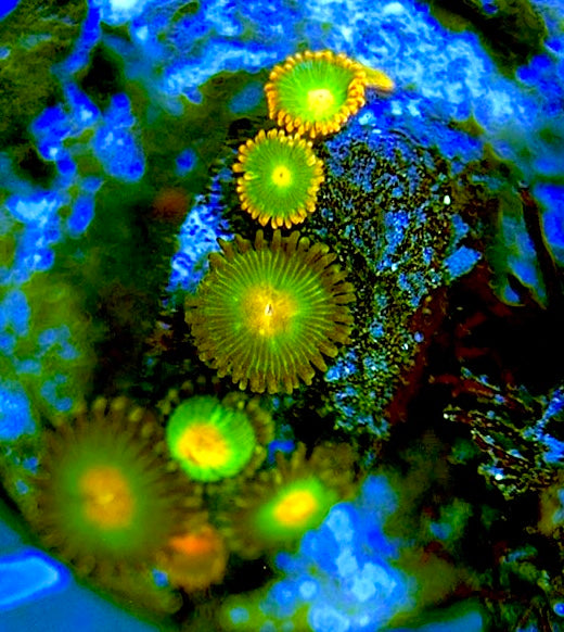 Zoas/Paly ZP060710 WYSIWYG