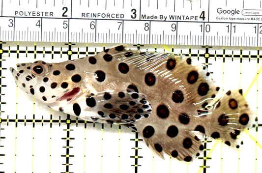 Panther Grouper PG052101 WYSIWYG Size: M 3.75" approx