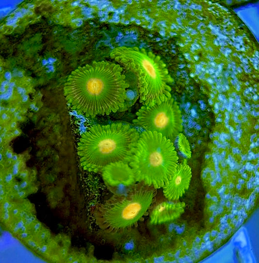 Zoas/Paly ZP060711 WYSIWYG