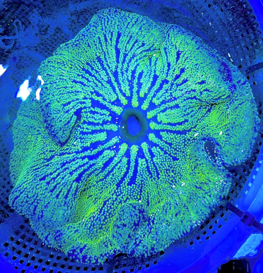 Green Carpet Anemone (Haddoni) GCA062701 WYSIWYG Size: SHOW XXL 10" and above approx