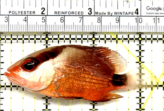 Malabar Red Snapper MRS052101 WYSIWYG Size: M 3.5" approx